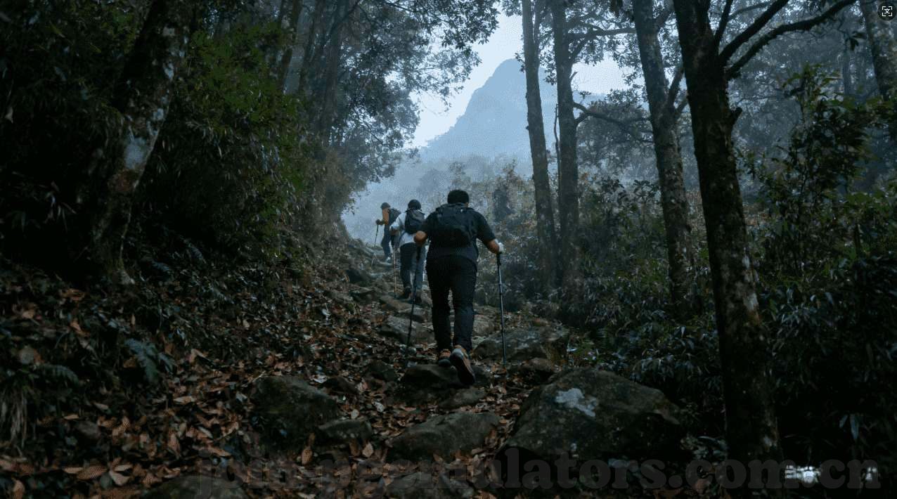 舞会森林单机版下载-舞会森林单机版，一场梦幻的冒险之旅